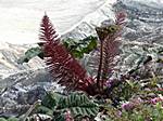 Blumen am Kraterrand