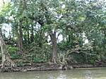 Regenwald am Sarapiqui