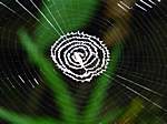 Spinnennetz in einem kleinen "Tiergehege"
