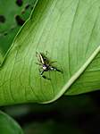 kleine Spinne in einem kleinen "Tiergehege"