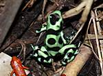 dieser Frosch ist giftig