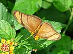 Schmetterling in einem kleinen "Tiergehege"