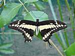 Schmetterling in einem kleinen "Tiergehege"