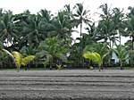 unser Hotel am Strand von Jaco