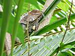 Leguan im Nationalpark "Manuel Antonio"