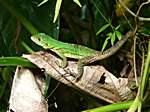 Leguan im Nationalpark "Manuel Antonio"
