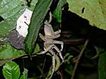 Spinne mit ihren Eiern