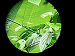 Leguan durch das Fernglas unseres Guide
