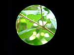 Leuchtende Heuschrecken durch das Fernglas unseres Guide