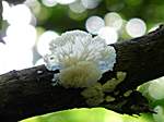 Pilz am Baum
