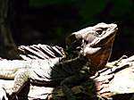 Leguan im Nationalpark "Manuel Antonio"