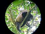 Affe durch das Fernglas unseres Guide