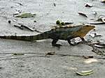 Leguan im Nationalpark "Manuel Antonio"