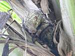Schweinchen in der Palme