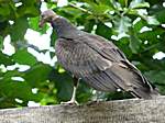 Vogel .. auf dem Weg nach Hause