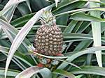 Ananas ... in einer Farm