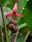 Bananenstaude