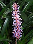 im Botanical Garden Else Kientzler in Sarchi