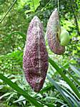 im Botanical Garden Else Kientzler in Sarchi