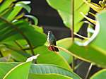 Kolibri vor dem Hotelzimmer