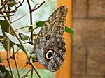 Schmetterling im "La Paz Waterfallgarden"