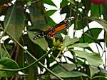 Schmetterling im "La Paz Waterfallgarden"