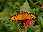 Schmetterling im "La Paz Waterfallgarden"