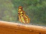 Schmetterling im "La Paz Waterfallgarden"