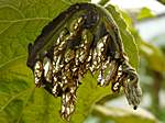 Goldene Larven ... hatten wir noch nie gesehen