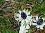 Distel am Irazu .. auf 3400m Höhe