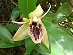 Orchideen im Garten Lancaster