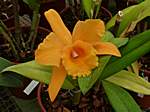 Orchideen im Garten Lancaster