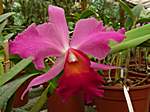 Orchideen im Garten Lancaster