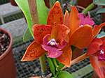 Orchideen im Garten Lancaster