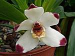 Orchideen im Garten Lancaster