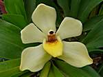 Orchideen im Garten Lancaster