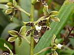 Orchideen im Garten Lancaster