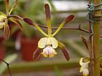 Orchideen im Garten Lancaster