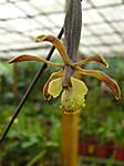 Orchideen im Garten Lancaster