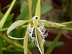 Orchideen im Garten Lancaster