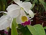 Orchideen im Garten Lancaster