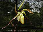 Orchideen im Garten Lancaster