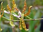 Orchideen im Garten Lancaster