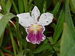 Orchideen im Garten Lancaster