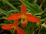 Orchideen im Garten Lancaster