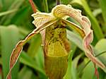 Orchideen im Garten Lancaster