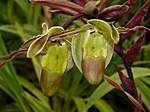Orchideen im Garten Lancaster