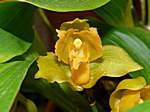 Orchideen im Garten Lancaster