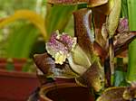 Orchideen im Garten Lancaster