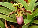 Orchideen im Garten Lancaster